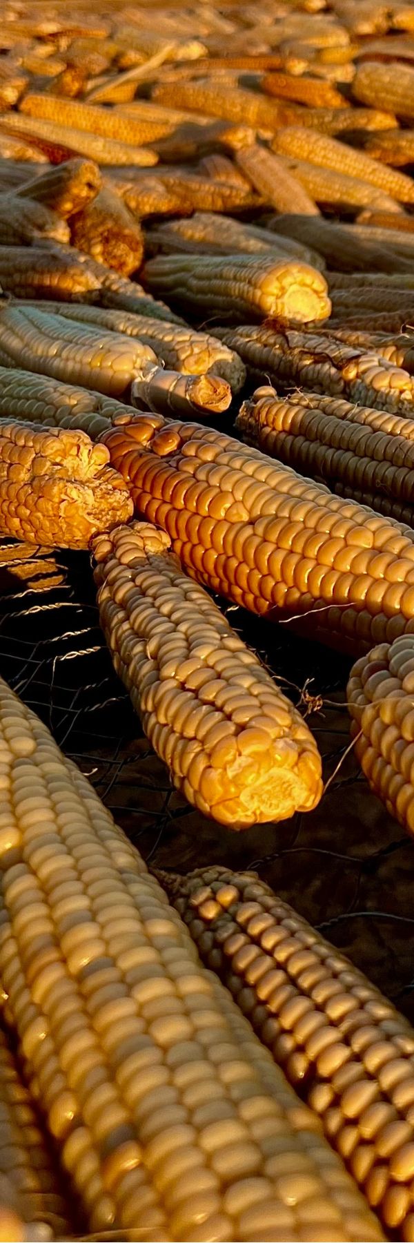 Holographic Steamed Corn "flat"