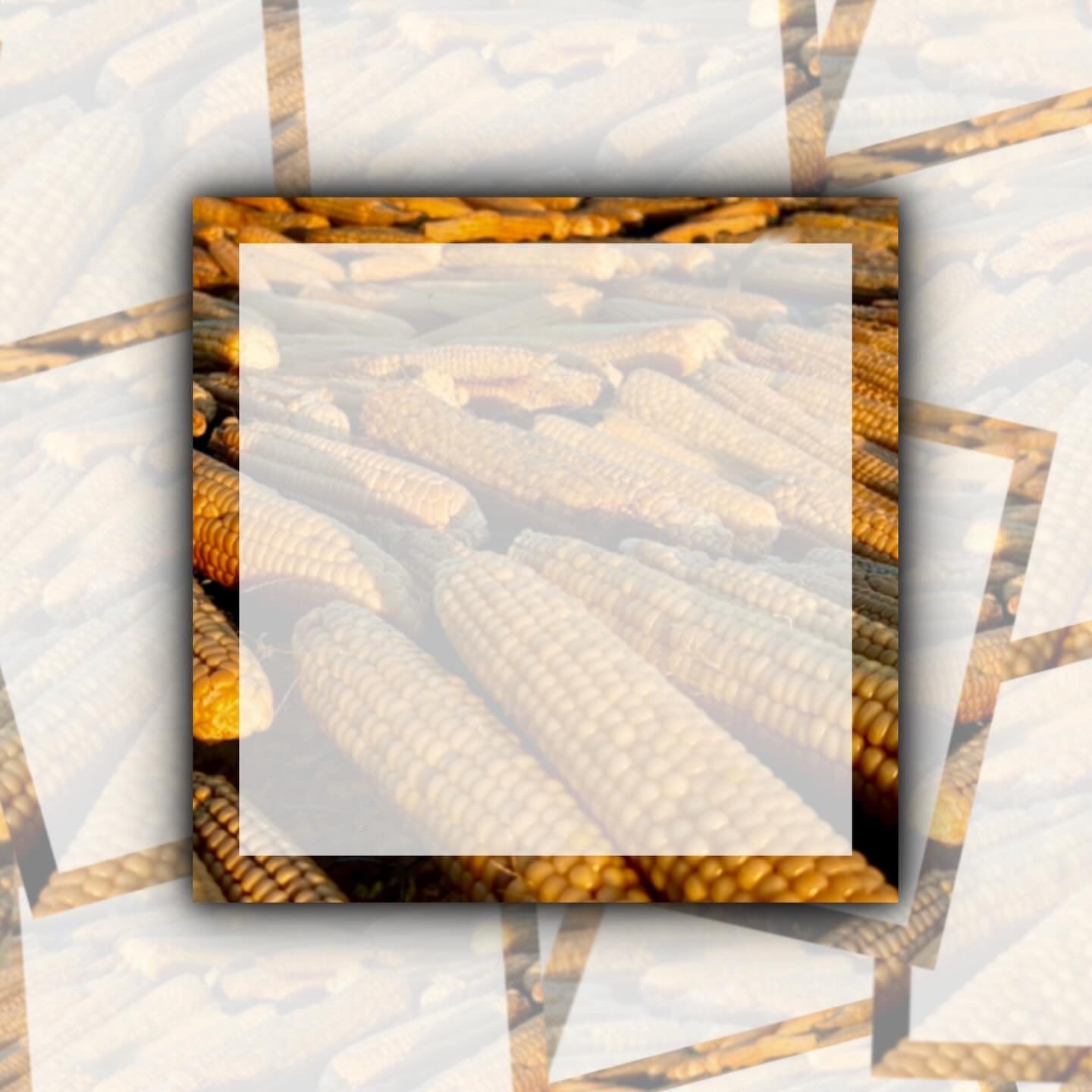 Steamed Corn 3x3”